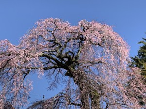 IMG_2571